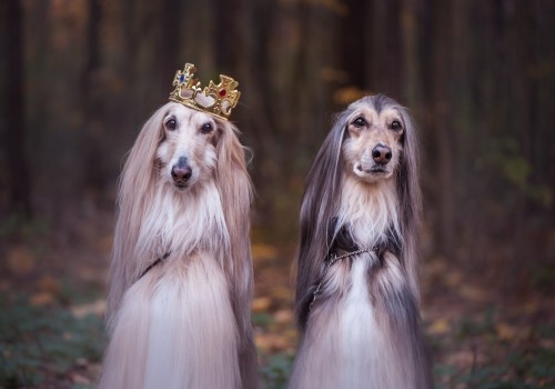 The Most Expensive Dog Breeds: What You Need to Know