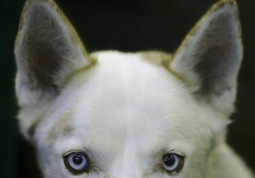 What is the Most Popular Dog Breed in the US?