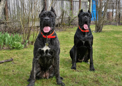 What is the #1 Protective Dog Breed?