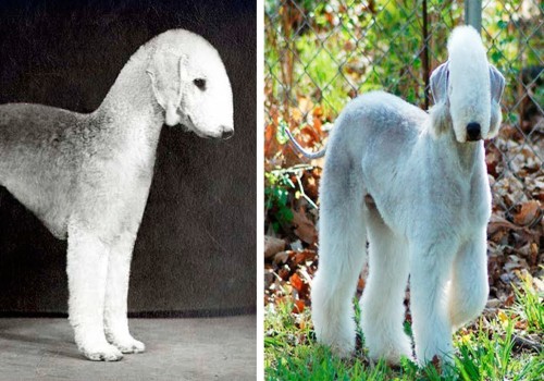 The 10 Rarest Dog Breeds in the World
